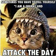Image result for Inspirational Cat Memes Funny