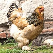 Image result for Poukles