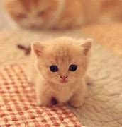 Image result for Chaton Cute