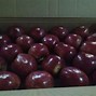 Image result for Royal Delicious Apple