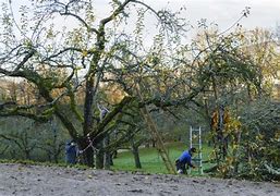 Image result for Cutting Back an Old Apple Tree