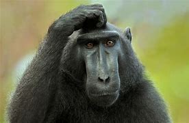 Image result for Confused Monkey Face
