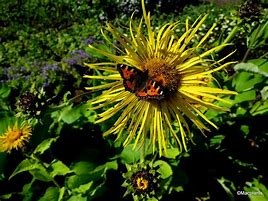 Image result for Inula magnifica
