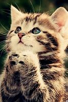 Image result for Cute Pets Praying