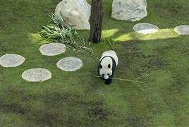 Image result for Panda House Qatar