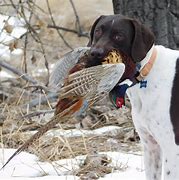 Image result for Upland Bird Hunting Dogs