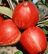 Image result for Gala Apple Tree in Orange County CA