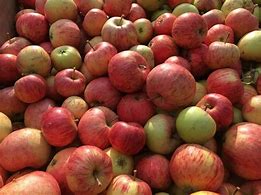 Image result for New England Cider Apple Varieties