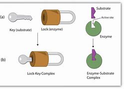 Image result for Lock Bypass Methods Hans Conkel