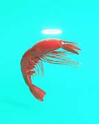 Image result for Shrimp LCD GIF