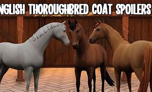 Image result for Thoroughbred Coats