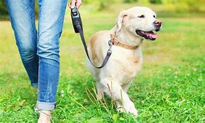 Image result for Leash Dog and Scup