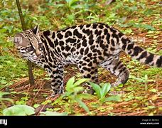 Image result for leopardus_tigrinus
