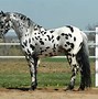 Image result for Exotic Horses