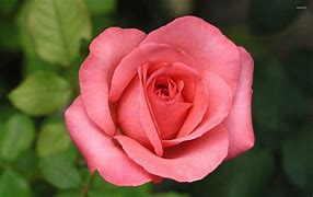 Image result for Hot Pink Roses Flower