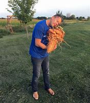 Image result for Largest Carrot