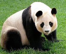 Image result for Giant Panda Body