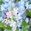 Image result for Forget Me Not Flower Facts