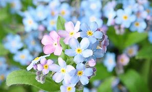 Image result for Forget Me Not Flower Necklace