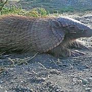 Image result for Armadillo Cat