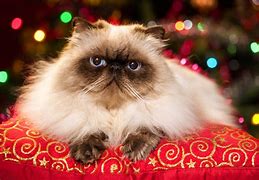 Image result for Christmas Pursin Cats