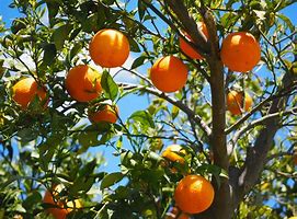 Image result for Lots of Oranges