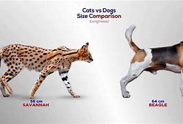 Image result for Cat Sized Dog