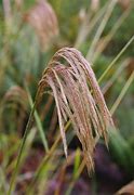 Miscanthus nepalensis に対する画像結果