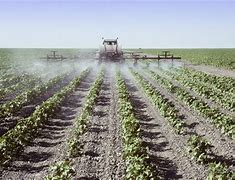 Image result for Cotton Pesticides
