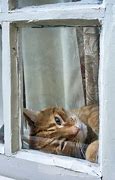 Image result for Female Cat in Window Well