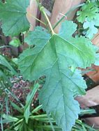 Image result for Grape Leaf Identification Chart