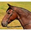 Image result for Bridle Pic
