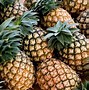 Image result for Pineapple Palm Plant
