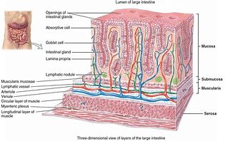 Image result for Large Intestine Slide