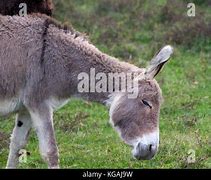 Image result for Zasavica Donkey Farm