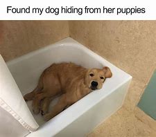 Image result for Blurry Dog Meme