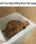Image result for cute dogs meme with caption