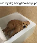 Image result for Cutest Dog Ever Meme