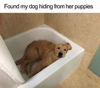 Image result for Indeed Dog Memes