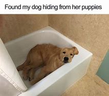 Image result for Funny Dog Memes 2019