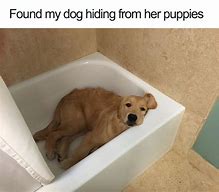 Image result for Super Funny Puppy Memes