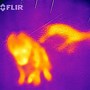 Image result for Cell Phone Infrared Camera