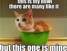 Image result for Cat Food Bowl Meme