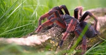 Image result for Biggest Spider in Whole World