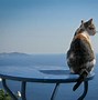 Image result for Greek Cats That Swim
