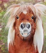Image result for Funny Horse with Long Hair