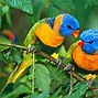 Image result for Nature Birds