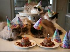 Image result for Cats Partying