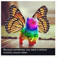 Image result for Funny Unicorn Cat