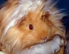 Image result for guinea pig peru